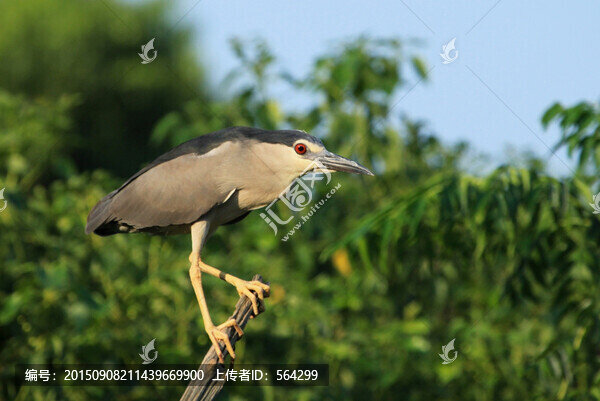 鷺鳥
