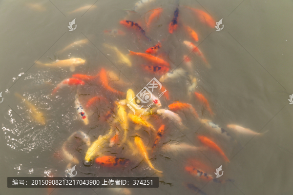 觀賞魚