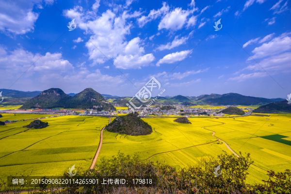 羅平油菜花