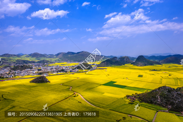 羅平油菜花田