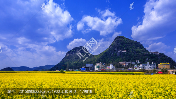 羅平油菜花