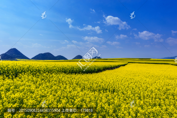 羅平油菜花