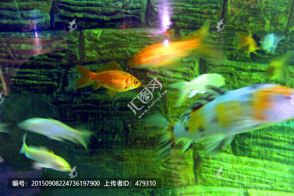 錦鯉,鯉魚