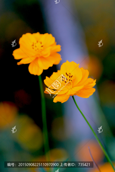 金蓮花