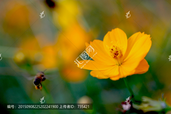 勤勞的蜜蜂