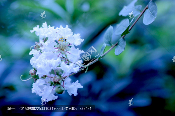 白色紫薇花