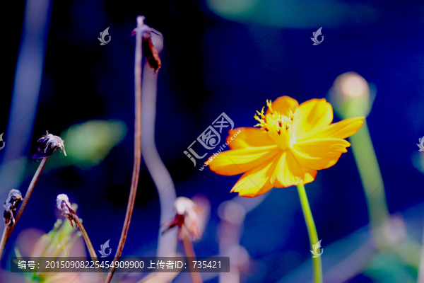 黃色小花