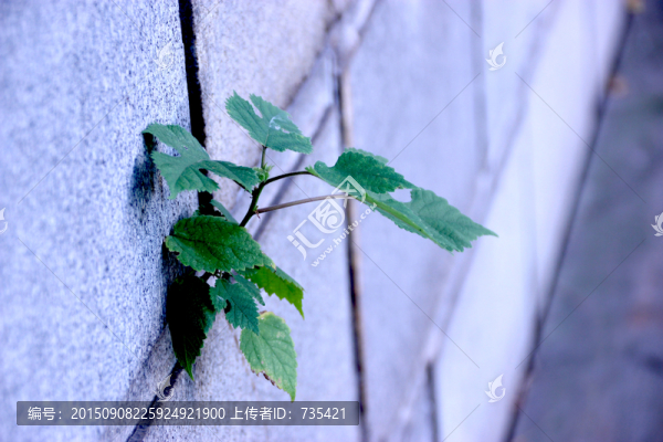 縫隙中的小樹