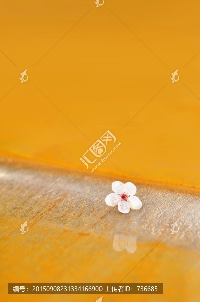 水邊的花