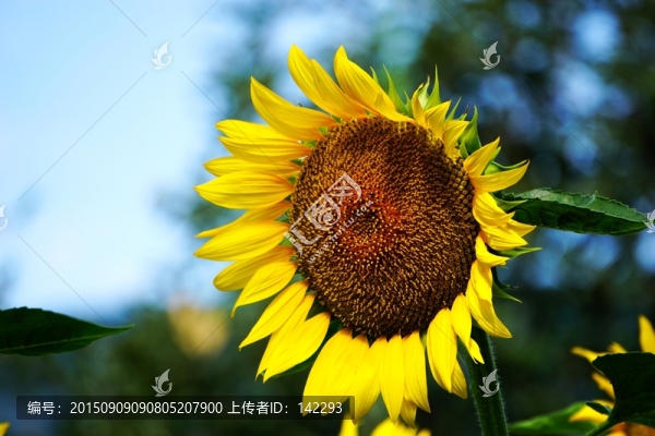 向日葵