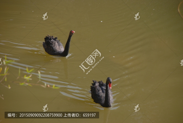 兩只鵝