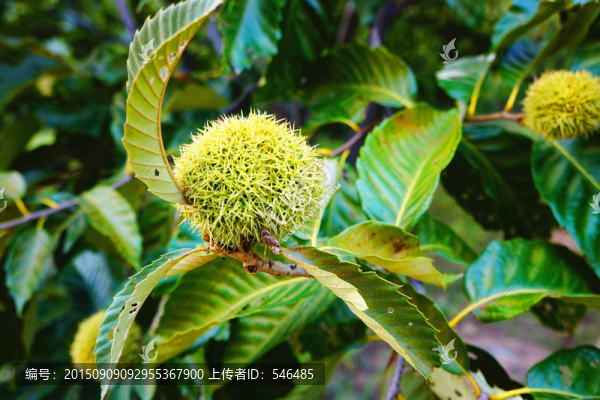 栗子樹