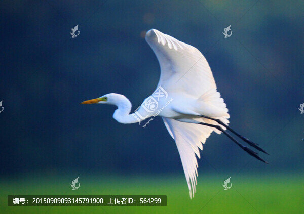 白鷺