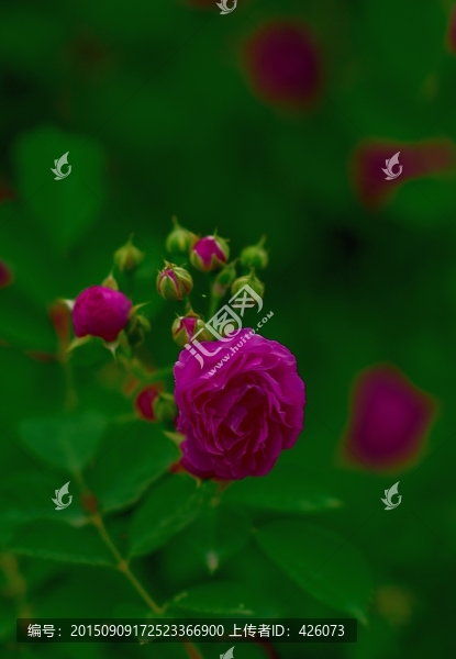 薔薇綻放