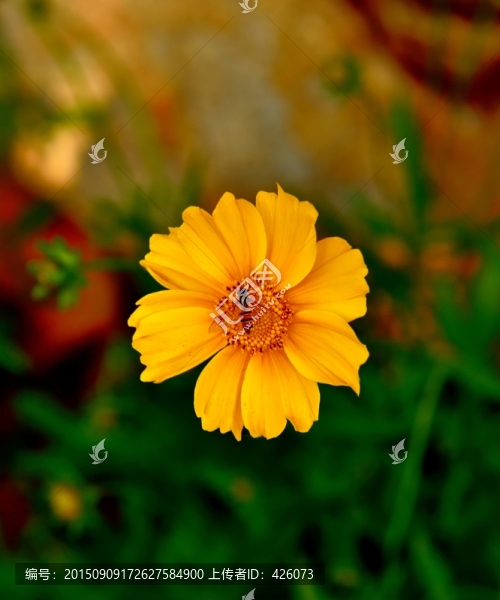 花與蜜蜂