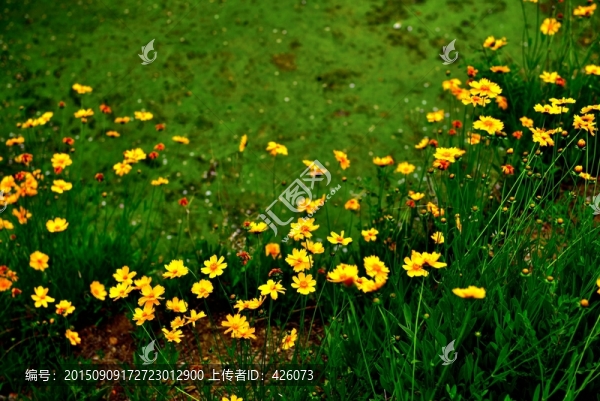 鮮花盛開