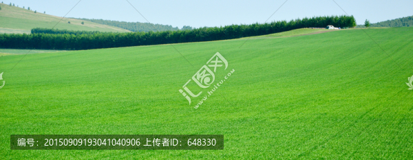 麥田旁的樹林