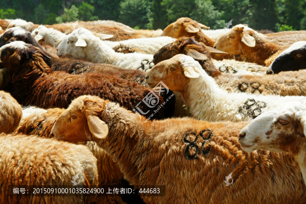 草原放牧