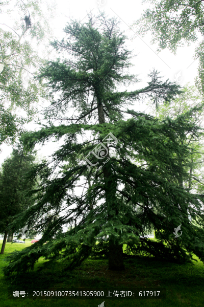 大樹(shù),綠色植物