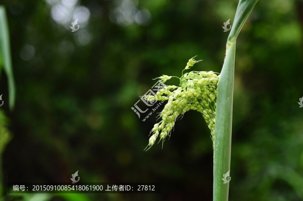 高粱