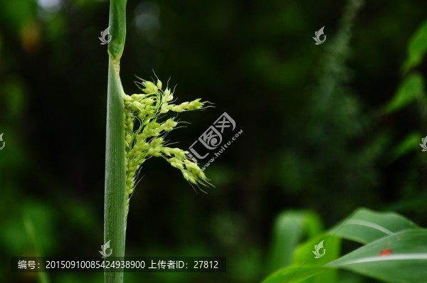 農(nóng)作物