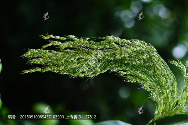 農(nóng)作物