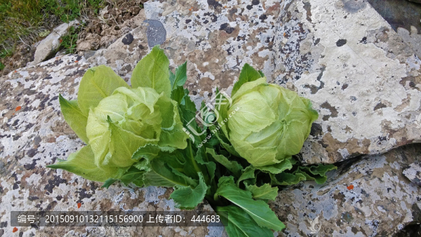 天山雪蓮花