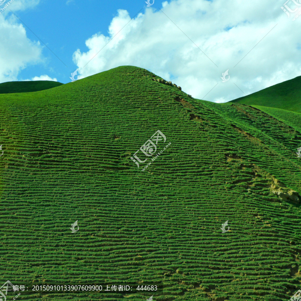 天山草場