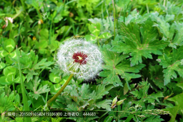 蒲公英