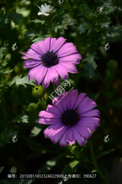 雛菊