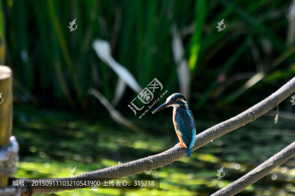 翠鳥