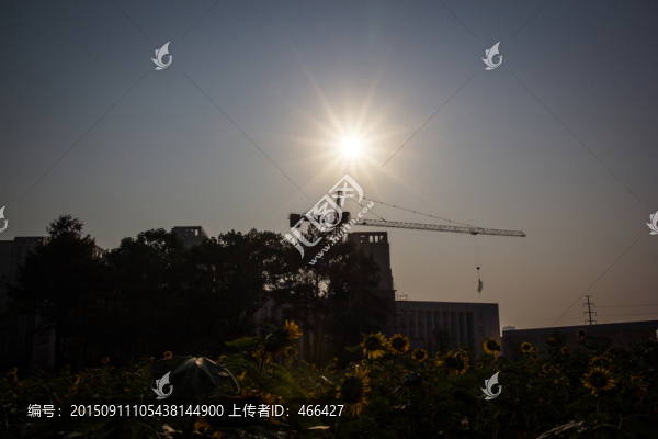 太陽下的忙碌花兒與你相伴