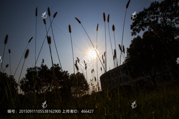 逆光攝影,太陽,朝陽,剪影