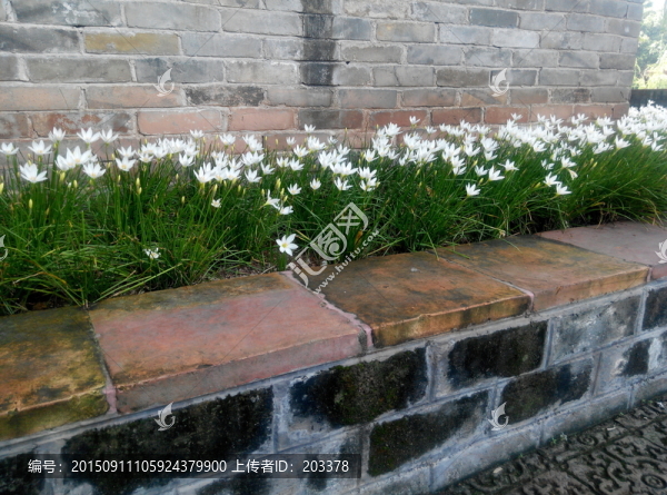 小花兒擺臺(tái)