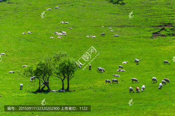 關(guān)山,牧場