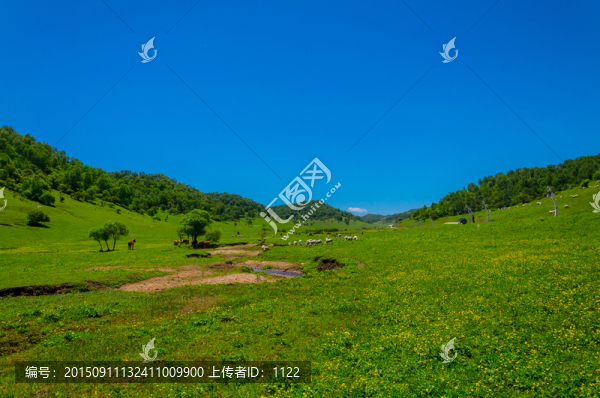關(guān)山,草原