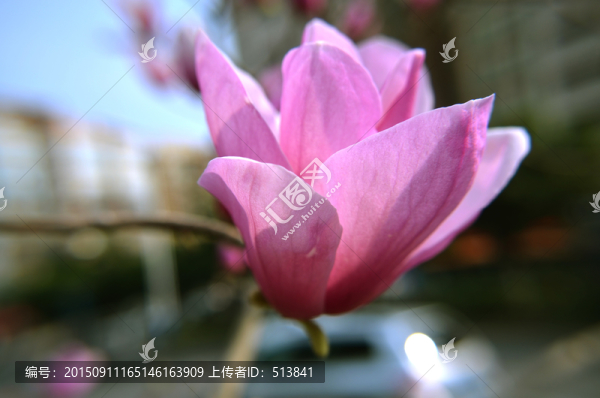 紫玉蘭