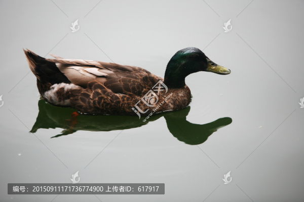 鴨子,北京動物園