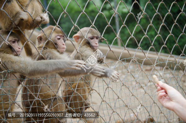 野生動(dòng)物猴子