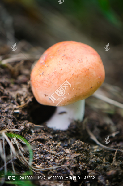 蘑菇