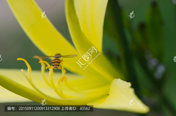 蜜蜂采蜜