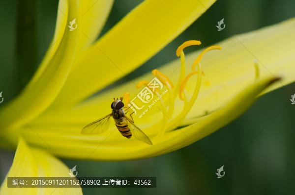蜜蜂采蜜