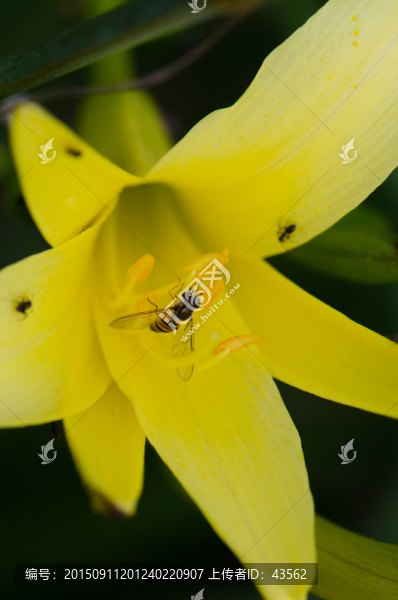 黃花菜