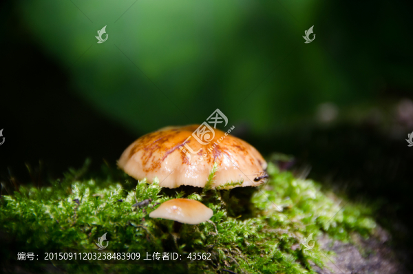 野蘑菇,攝影