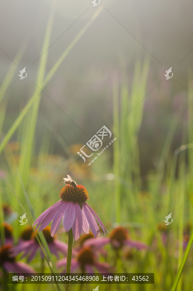 野菊花
