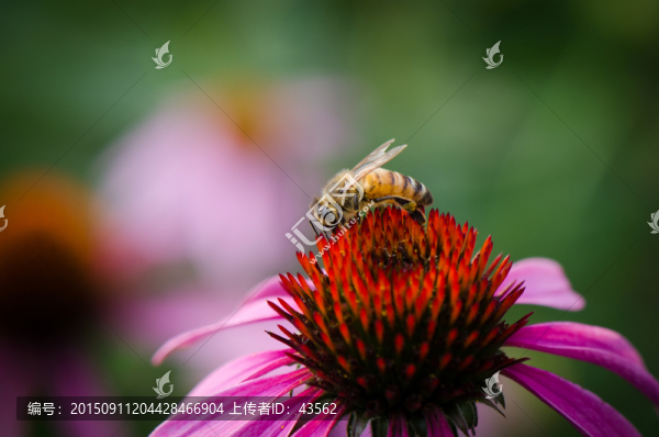 蜜蜂采蜜野菊花