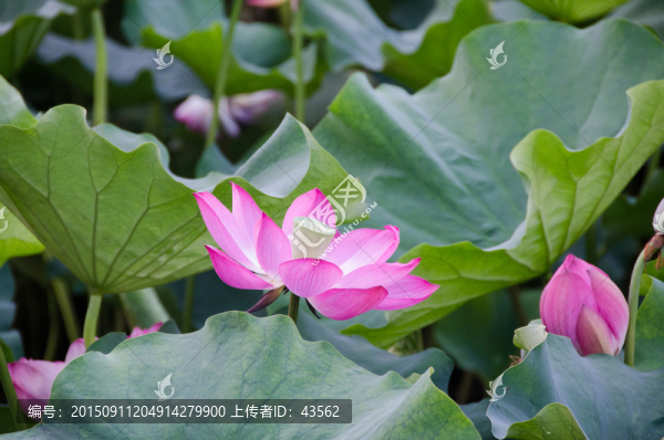 蓮蓬