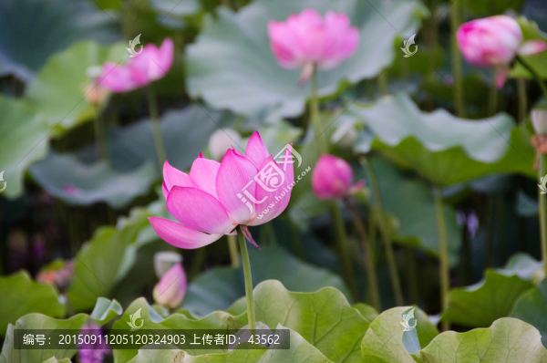 蓮蓬