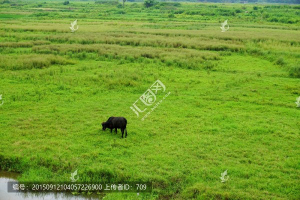 田野牧牛風(fēng)景