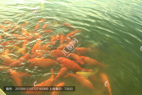 魚池
